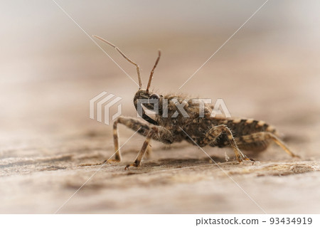 Lateral closeup on a Mediterranean grey groundbug , Coranus griseus on wood 93434919
