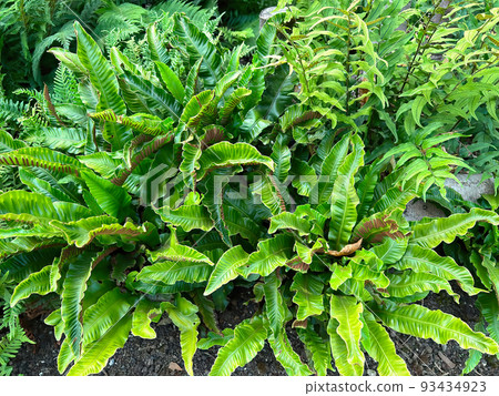 Closeup on an aggregation of hart's-tongue fern , Asplenium scolopendrium Closeup on an aggregation of hart's-tongue fern , Asplenium scolopendrium 93434923