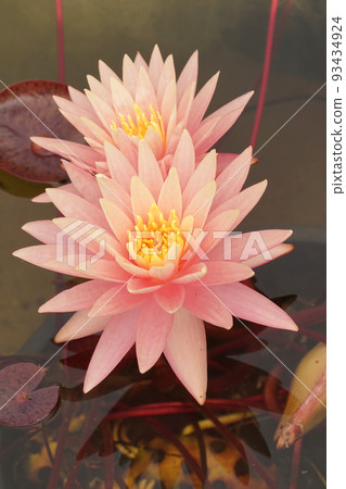 Vertical closeup on a soft pink colored water lily, Nymphea Vertical closeup on a soft pink colored water lily, Nymphea 93434924