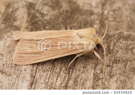 Closeup on the pale colored Common Wainscot owlet moth, Mythimna pallens sitting on wood 93434929