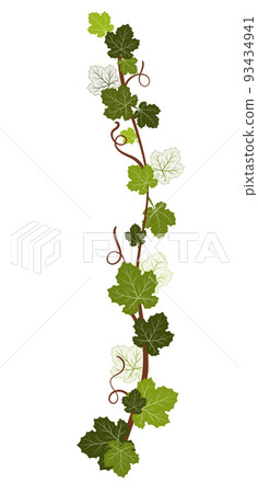 Grape vine Grape leaves 93434941