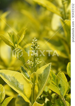 Golden privet 93435332