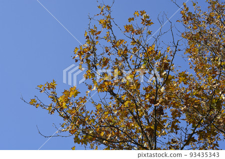 London plane 93435343