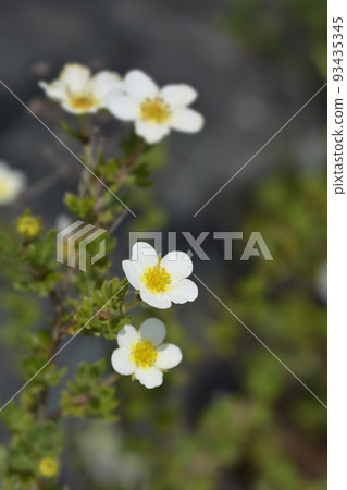Shrubby Cinquefoil Abbotswood 93435345