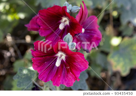 Beautiful pink mallow flowers in a sunny garden. Hollyhocks flower macro 93435450