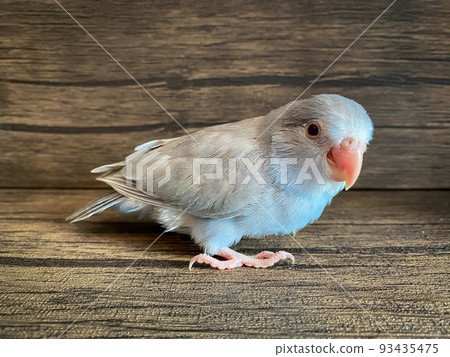Forpus blue color parrot bird on the table 93435475
