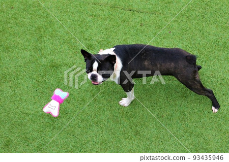 My dog, Boston Terrier, Mighty, with a cute smile staring at a toy hanging on a string at a dog run in Yuzu no Sato Moroyama Town♡ 93435946