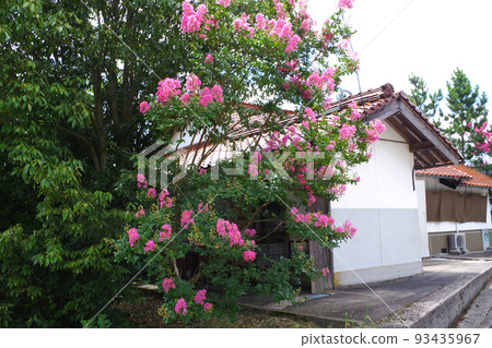 鄂南聯排別墅的花景 鄂南聯排別墅的花景 93435967