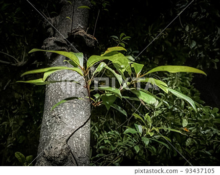 Trees at night illuminated by street lights 93437105