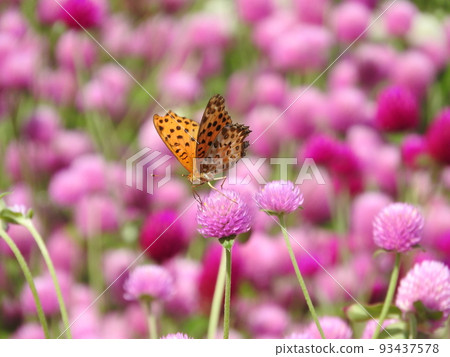Black-tailed fritillary in full bloom 93437578