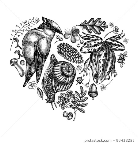 Mysterious forest heart vintage design. Hand drawn waxwing, snail, pool frog, insect, porcini, oak, rowan, forget me not flower, clover, shepherd s purse. Mysterious forest heart vintage design. Hand drawn waxwing, snail, pool frog, insect, porcini, oak, rowan, forget me not flower, clover, shepherd s purse. 93438285