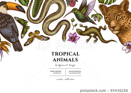 Tropical animals hand drawn illustration design. Background with retro leopard, snake, lizard, hummingbird, toucan, rajah brooke's birdwing, african giant swallowtail, monstera, strelitzia, protea 93438288