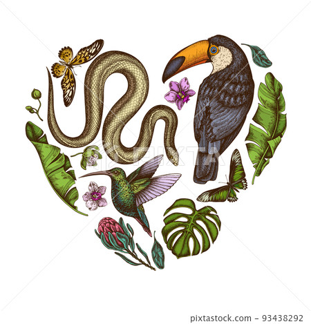 Tropical animals heart vintage design. Hand drawn snake, hummingbird, toucan, african giant swallowtail, monstera, banana palm leaves, protea, phalaenopsis. Tropical animals heart vintage design. Hand drawn snake, hummingbird, toucan, african giant swallowtail, monstera, banana palm leaves, protea, phalaenopsis. 93438292