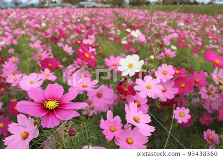 Bright pink cosmos fields in autumn Bright pink cosmos fields in autumn 93438360