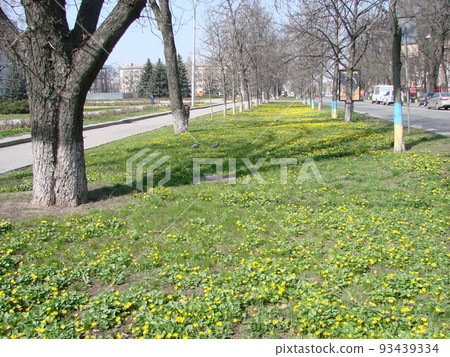 Glade with flowering buttercup Ficaria verna . Spring 93439334