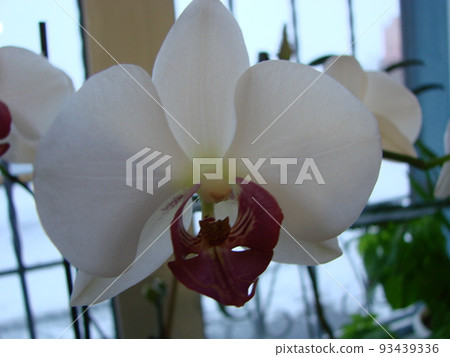 Large white Orchid flowers in a panoramic image Large white Orchid flowers in a panoramic image 93439336