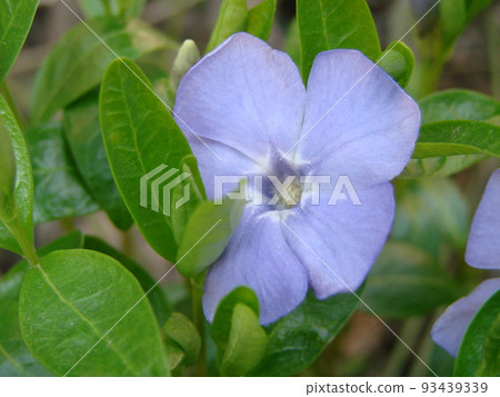 Lesser blue periwinkle common, spring flowers background, ukrainian flower 93439339
