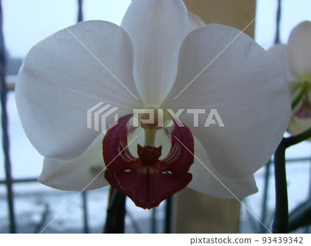 Large white Orchid flowers in a panoramic image 93439342