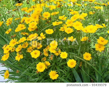 Yellow flowers of dyer's camomile,Anthemis tinctoria. Yellow flowers of dyer's camomile,Anthemis tinctoria. 93439379