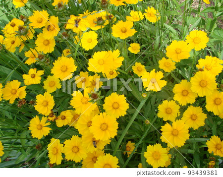 Yellow flowers of dyer's camomile,Anthemis tinctoria. 93439381
