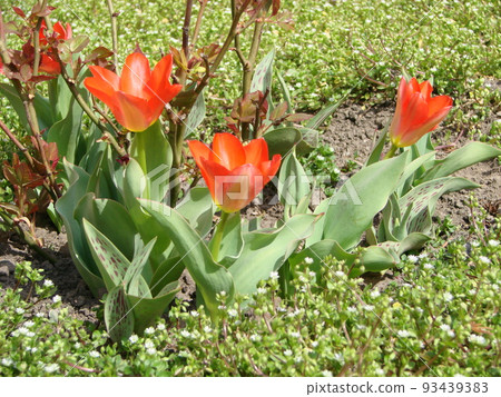 Red tulip flower bloom on background of blurry red tulips 93439383