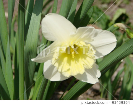 Narcissus flowers flower bed with drift yellow. White double daffodil flowers narcissi daffodils. Narcissus flowers flower bed with drift yellow. White double daffodil flowers narcissi daffodils. 93439394