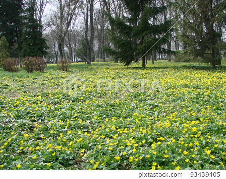 Glade with flowering buttercup Ficaria verna . Spring Glade with flowering buttercup Ficaria verna . Spring 93439405