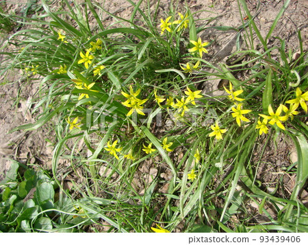 Small flowers of Gagea lutea or goose onions close-up. Yellow Star-Of-Bethlehem spring blooming on sunny day. Small flowers of Gagea lutea or goose onions close-up. Yellow Star-Of-Bethlehem spring blooming on sunny day. 93439406