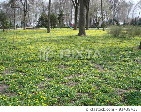 Glade with flowering buttercup Ficaria verna . Spring 93439415