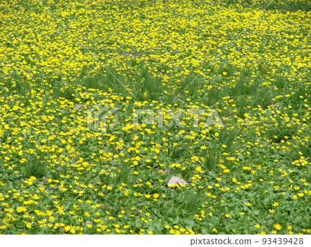 Glade with flowering buttercup Ficaria verna . Spring 93439428