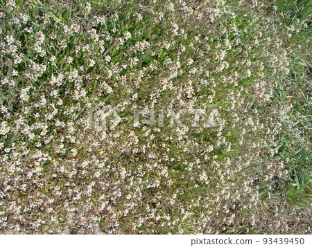 Green white flower weed grass shepherds purse Capsella bursa pastoris as background 93439450