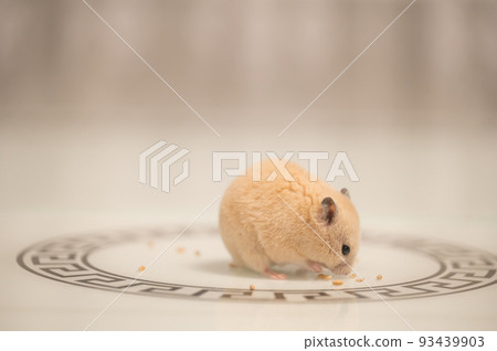A hamster on a white background greedily stuffs food behind its cheeks. A hamster on a white background greedily stuffs food behind its cheeks. 93439903