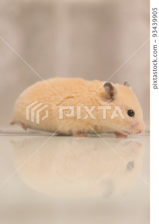 A hamster sits on a table that reflects it. A hamster sits on a table that reflects it. 93439905