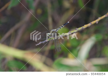 Shiokaratombo 93440054