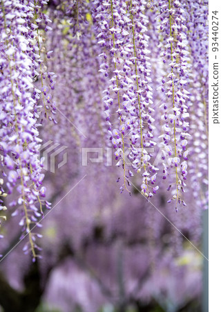 Close-up of wisteria flower Close-up of wisteria flower 93440274