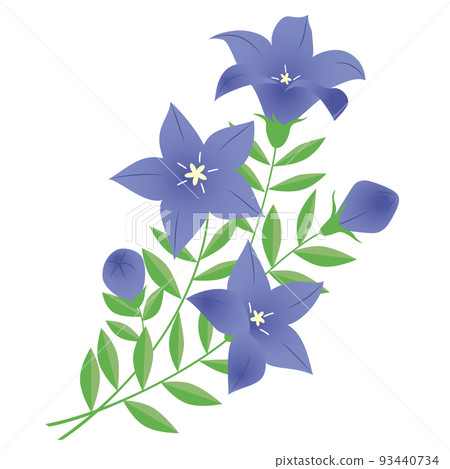 風鈴草,秋草 風鈴草,秋草 93440734