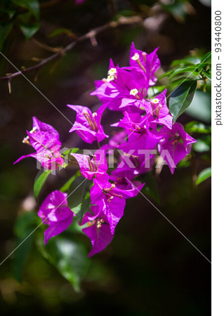 Bougainvillea Bougainvillea 93440800