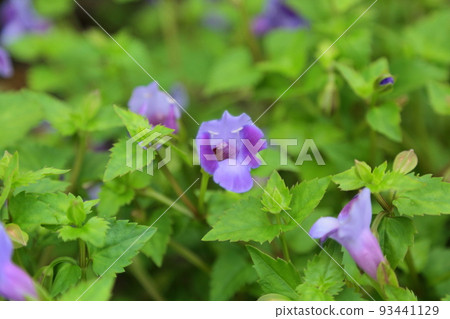 torenia conqueror torenia conqueror 93441129