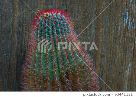 Green Cactus are red thorns Green Cactus are red thorns 93441151