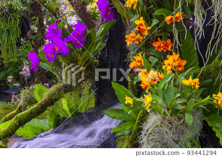 Colorful of orchid flower at garden Colorful of orchid flower at garden 93441294