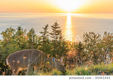 Cape Puyuni, a famous sunset spot "Autumn Hokkaido" Cape Puyuni, a famous sunset spot "Autumn Hokkaido" 93441443