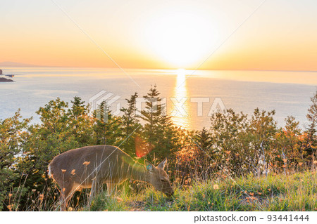 Cape Puyuni, a famous sunset spot "Autumn Hokkaido" Cape Puyuni, a famous sunset spot "Autumn Hokkaido" 93441444
