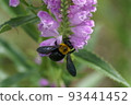 Carpenter bee and Hanatranoo No.13 in the field of a private house 93441452