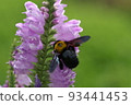 Carpenter bee and Hanatranoo No 14 in the field of a private house 93441453