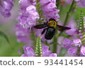 Carpenter bee and Hanatranoo No 15 in the field of a private house 93441454