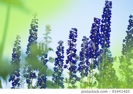 Double blue flower delphinium collection 93441485