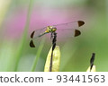 Konoshime dragonfly in the field of a private house 93441563