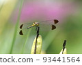 Konoshime dragonfly in the field of a private house 93441564