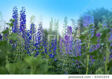 Blue delphiniums Lincolnshire 93441654