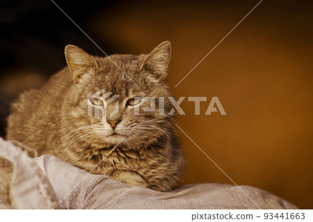 Curious cat in village. Portrait of a cat on the farm 93441663